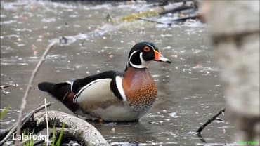 попугай неразлучник купить: Утки !!! Продаются пара - уток каролинок. Кароли́нская у́тка, или — 5