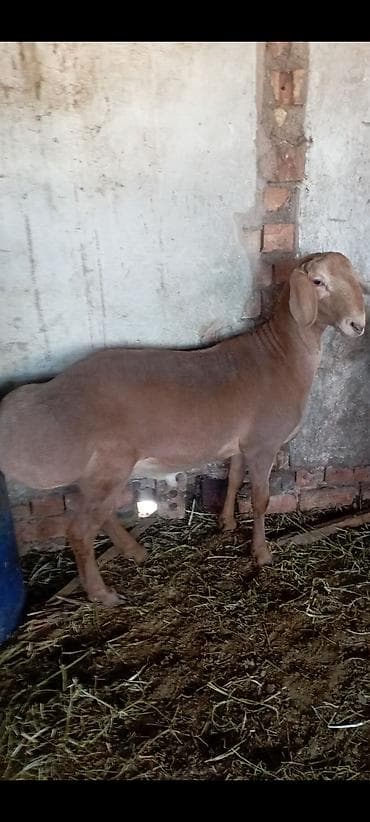 Сатам | Козу, Кочкор (эркек) | Арашан | Көбөйтүү үчүн | Асыл тукумдуу, Жасалма жол менен боозутуу — 1