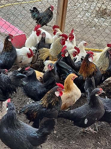 сколько стоит голубь: Продаю карликовых кур бентамок, выведенные клушкой, абсолютно — 3