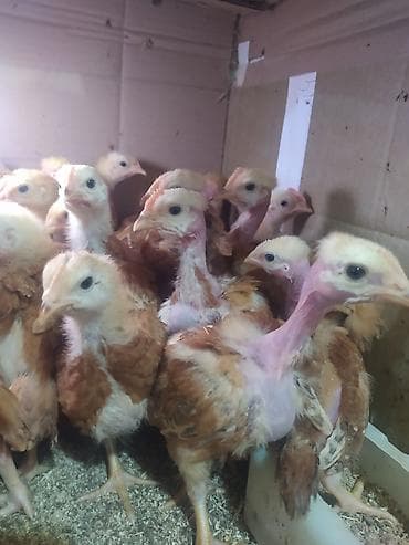 Продам с/х животных: Продаю | Куры | Для разведения — 1