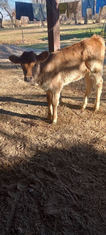 купить собаку чау чау: Продаю | Музоо, торпок | Для молока — 5