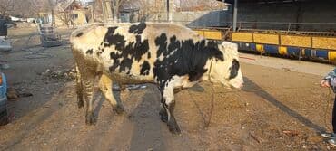 сколько стоит кролик домашний: Продаю | Бык (самец) | На откорм | Племенные — 2