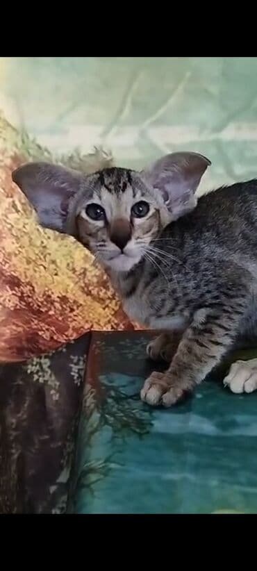 шотландская золотая шиншилла цена: Ориентальная, 2 месяца, Девочка, Черепаховый — 20