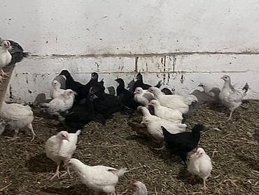 кролик маленький: Продаю | Цыплята | Домашняя | Для разведения, Несушки — 6