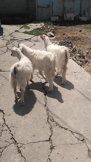 яйца фазан: Продаю | Козлёнок | Зааненская | Для молока | Племенные — 6