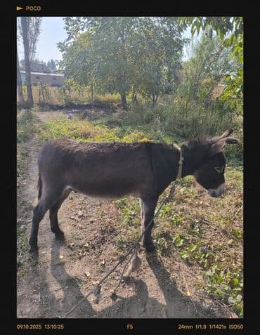 собаку в добрые руки: Ишак — 1