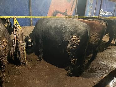 сх животные и товары: Продаю | Бык (самец) | На забой, На откорм — 4