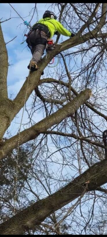 моляр по дереву: Тал, Бак, Жаңгак акацса Дуб Орехи терек карагач Отун кылып даярдап — 2