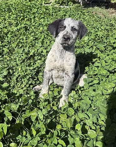 кости собакам: Курцхаар, 2 месяца, Самец — 2