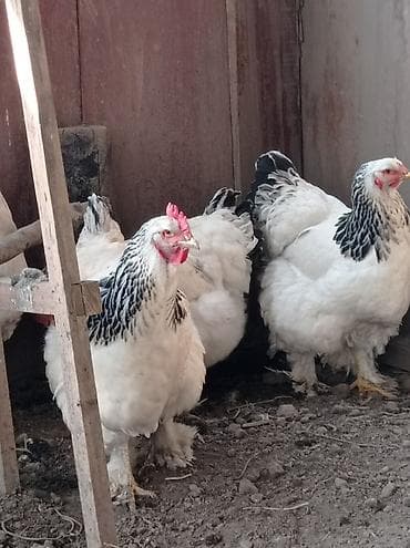 белый брама: Продаю | Куры | Брама | Для разведения — 3