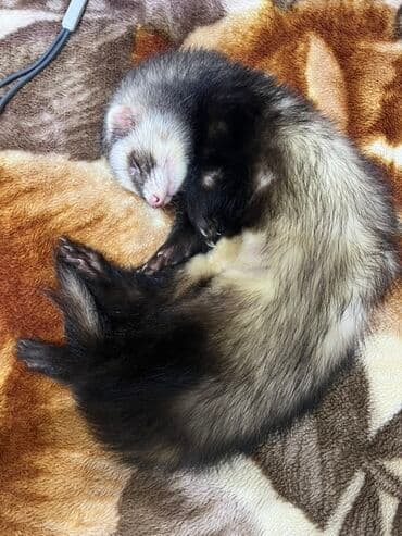 хомяк цена бишкек: Продаются два хорька девочка и мальчик взрослые. Забирала с Алматы — 12