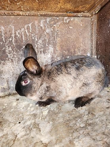 Крысы: 7 месяцев 3.200 кг самец — 4