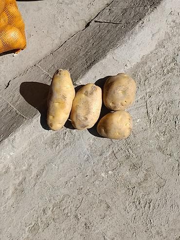 мешки для картошки купить: Картошка Оптом — 2