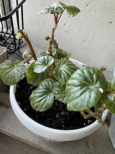 фикусы для офиса: Комнатные растения — коллекция в горшках/стаканчиках Цены 150-450сом — 8