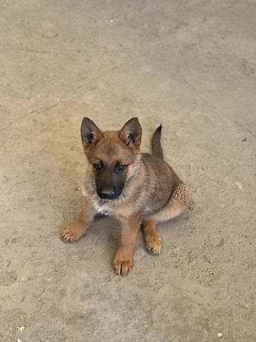 щенок немецкой овчарки цена: Бельгийская овчарка, 3 месяца, Самка, С прививкой, С родословной — 2