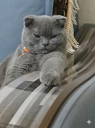 хара: Шотландский кот (скоттиш‑фолд), окрас сплошной серый (blue). Плюшевая — 2
