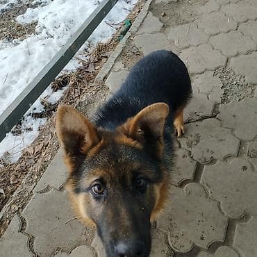 щенка немецкой овчарки купить: Продается Немецкая овчарка, кобель. 4 месяца. окрас : чепрачный — 5