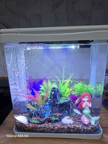 купить собаку шпица недорого: Компактный декоративный аквариум с подсветкой. - Прозрачный — 2