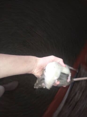 домашняя крыса: Предлагаются к продаже очаровательные маленькие крысята различных — 7