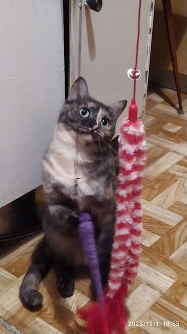 куда можно отдать собаку в бишкеке: Красивые девочки . цветная и белая молодые кошки им скоро год.очень — 1