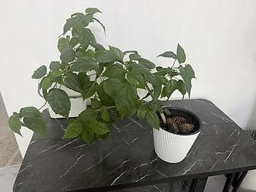 домашные светы: Комнатные растения в горшках (набор): 1) Сансевиерия (Sansevieria — 8