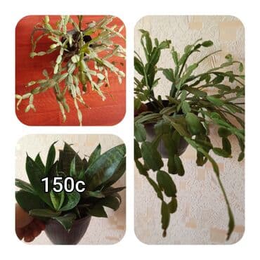 мебель бишкек: Саженцы цветка — 12