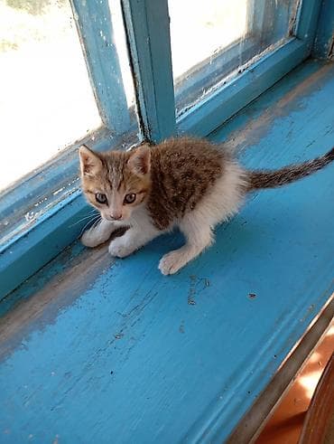 попугай какаду: Котёнок мальчик 1,5 месяцев игручий ласковый — 4