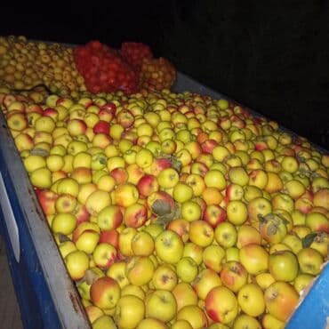 Яблоки Голден, Оптом at lalafo.kg Яблоки Голден, Оптом