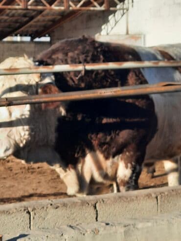 отдам в добрые руки собаку: Продаю | Бык (самец) | Симментальская | Для разведения | Племенные — 13