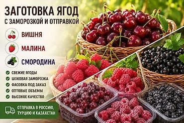 соусы оптом: 🌿 Заготовка ягод на экспорт 🌿 Принимаем заявки на заготовку и — 1