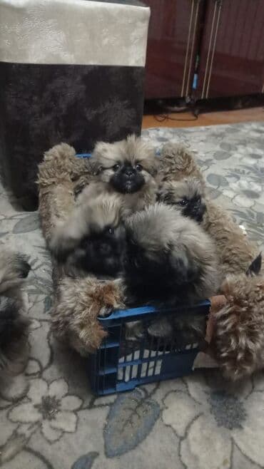 хочу купить щенка немецкой овчарки: Пушистые щенки пекинеса - Порода: пекинес (карликовая декоративная) - — 1