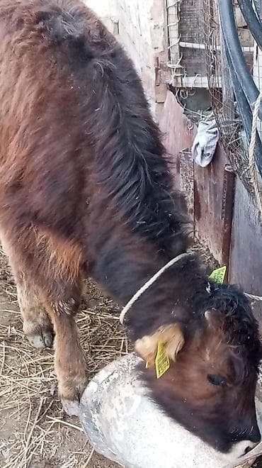 поилки нипельные: Продаю | Тёлка | На откорм | Привязанные — 8