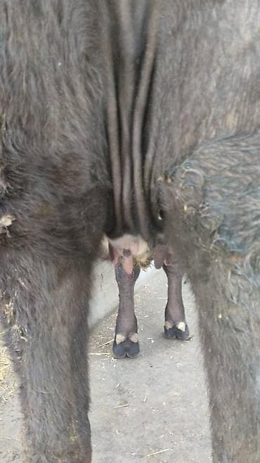 С/х животные и товары: Продаю | Тёлка | Алатауская | Для разведения | Осеменитель — 5