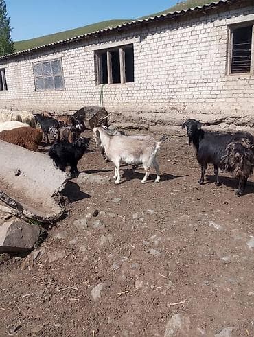 ветврач кара балта: Сатам | Эчки (ургаачы) | Аргын | Көбөйтүү үчүн | Бооз — 3