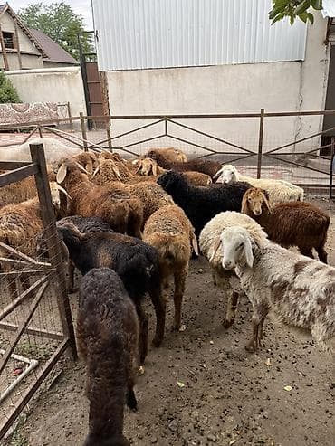 баранина живой: Продаю | Ягненок | Для разведения | Племенные — 5