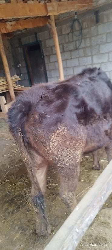 орпингтон куры: Продаю | Корова (самка) | На откорм | Привязанные — 6