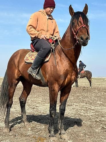 Лошади, кони: Продаю | Жеребец | Рабочий — 3