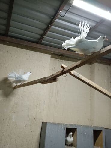 птичий рынок: Продаю голубей и уток порода Мандаринки — 10