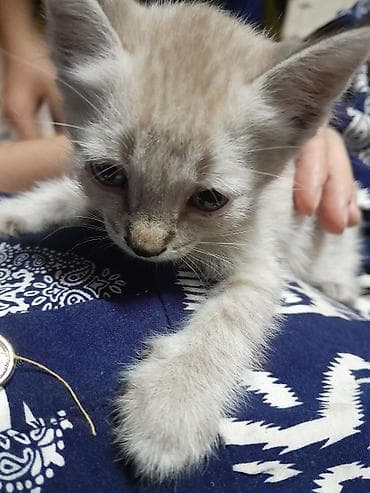 котик 1 месяц: Г. Манас. Жалал-Абад. котята, мышык, отдам даром в хорошие руки — 7