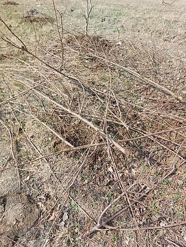 Дрова: Дрова — 2