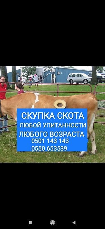 Частное лицо, Колбасный цех : Коровы, быки, Лошади, кони, Другие с/х животные, | Круглосуточно, Любое состояние, Забитый