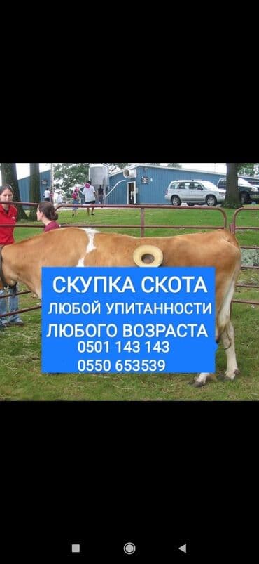 цены породистых собак: Куплю | Коровы, быки, Лошади, кони, Другие с/х животные | Круглосуточно, Любое состояние, Забитый — 1