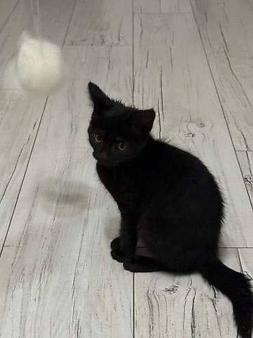 Кошка даром: Беспородная, 2 месяца, Девочка