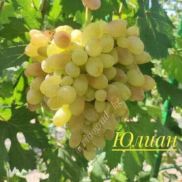чай оптом бишкек: Көчөттөр : Өзү алып кетүү — 5