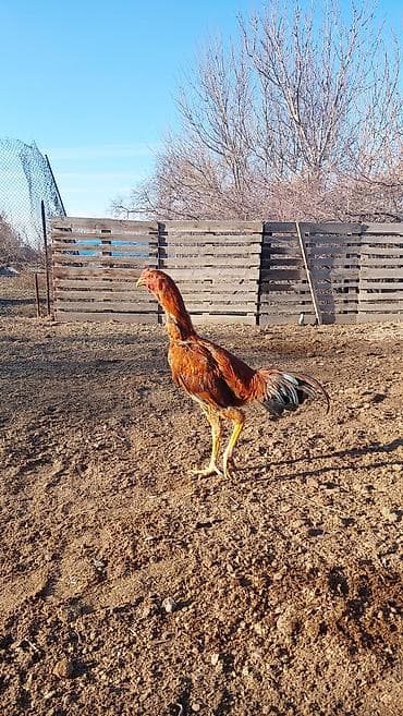 дакае: Продаю | Петух, Цыплята | Бойцовая, Дакан | Для боев, Для разведения — 5