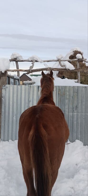 купить измельчитель травы и сена: Продаю | Жеребенок | Рабочий — 1