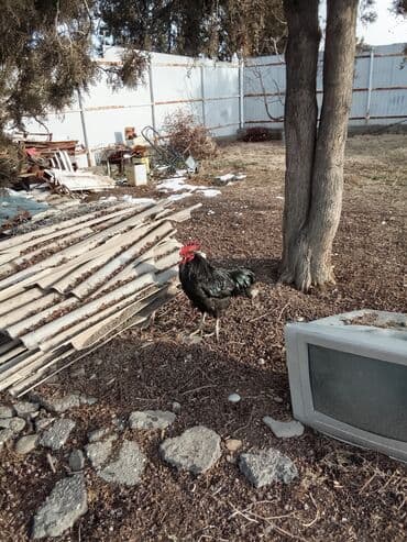 Собаки: Продаю | Петух | Для разведения — 1