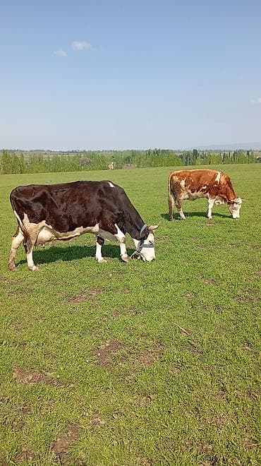 сом рыба: Продаю | Корова (самка) | Для молока | После отела — 9