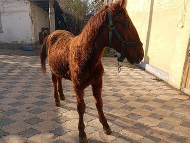 продаю связи с переездом: Продаю | Жеребенок | Рабочий — 3