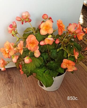 рассада смородины: Продаю комнатные растения ❤ — 1